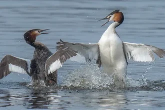 SEO/BirdLife demanda paralización de mina en Madrid para proteger humedal y biodiversidad urbana