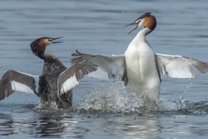 SEO/BirdLife demanda paralización de mina en Madrid para proteger humedal y biodiversidad urbana