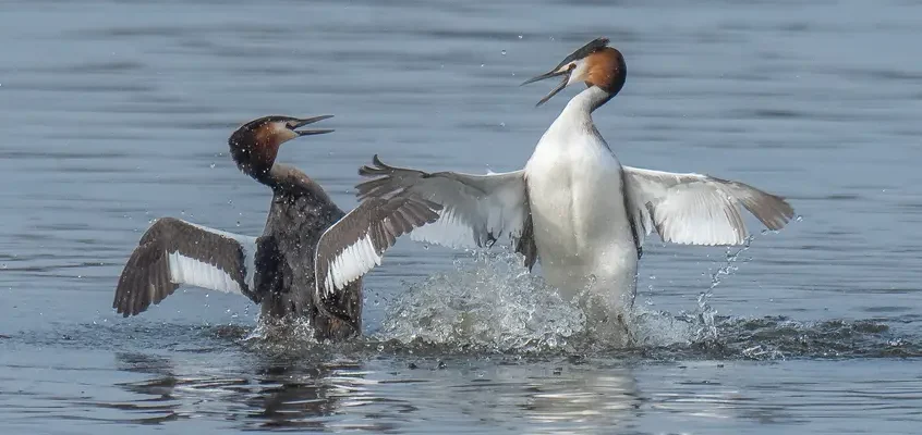 SEO/BirdLife demanda paralización de mina en Madrid para proteger humedal y biodiversidad urbana