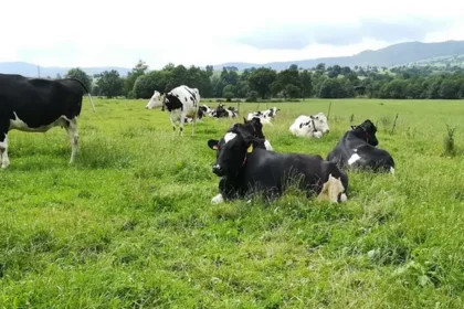 Proyecto Ecosistemas Lecheros impulsa la biodiversidad en 30 granjas de Nestlé en Cantabria