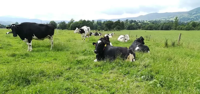 Proyecto Ecosistemas Lecheros impulsa la biodiversidad en 30 granjas de Nestlé en Cantabria