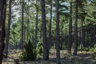Redeia impulsa la gestión forestal sostenible tras plantar más de 900.000 árboles y arbustos