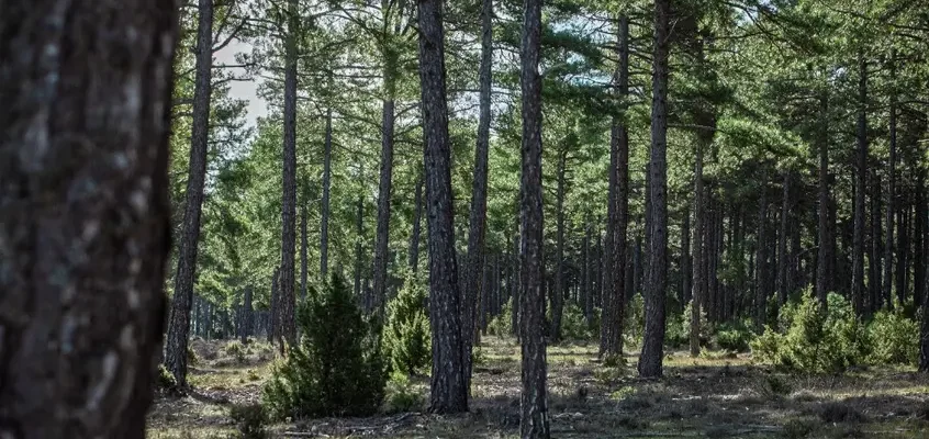 Redeia impulsa la gestión forestal sostenible tras plantar más de 900.000 árboles y arbustos
