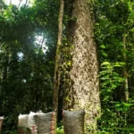 Prosegur contribuye a evitar 2,09 millones de toneladas de CO₂ anual conservando 724.000 hectáreas en la Amazonia peruana