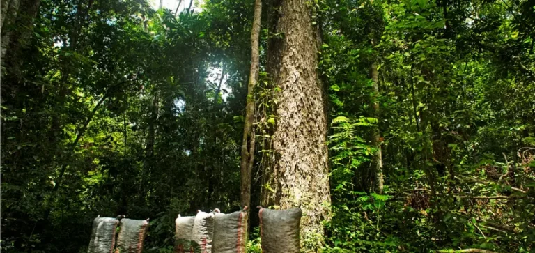 Prosegur contribuye a evitar 2,09 millones de toneladas de CO₂ anual conservando 724.000 hectáreas en la Amazonia peruana