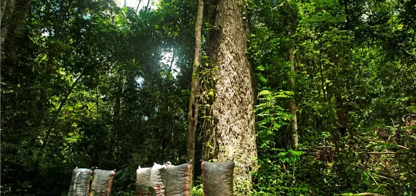 Prosegur contribuye a evitar 2,09 millones de toneladas de CO₂ anual conservando 724.000 hectáreas en la Amazonia peruana