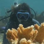 Fundación MSC trasplanta 32 corales cuerno de alce para recuperar ecosistemas marinos en Bahamas