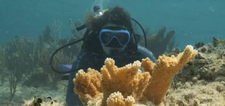 Fundación MSC trasplanta 32 corales cuerno de alce para recuperar ecosistemas marinos en Bahamas