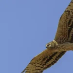 Población del aguilucho cenizo en España podría caer un 59% en 18 años, revela estudio de SEO/BirdLife