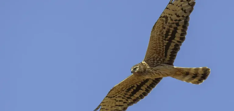 Población del aguilucho cenizo en España podría caer un 59% en 18 años, revela estudio de SEO/BirdLife