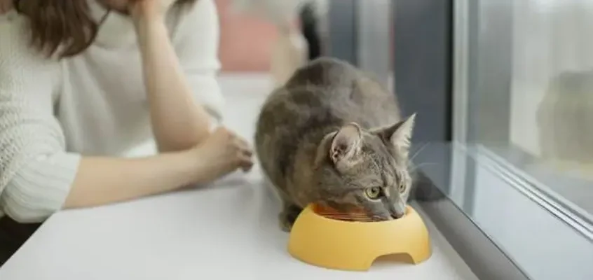 Pronaca impulsa nutrición adaptada para mejorar la salud de gatos en todas sus etapas