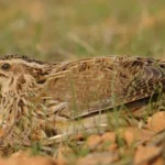 SEO/BirdLife demanda suspensión de caza para especies en declive y protege la biodiversidad en España