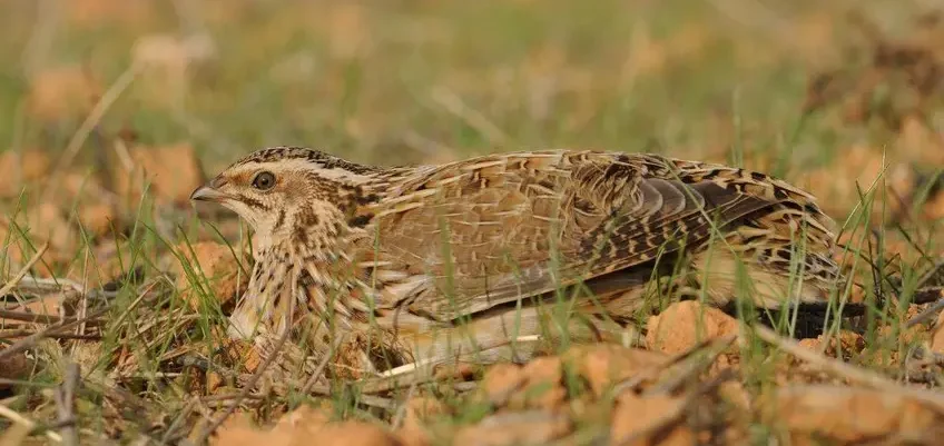 SEO/BirdLife demanda suspensión de caza para especies en declive y protege la biodiversidad en España
