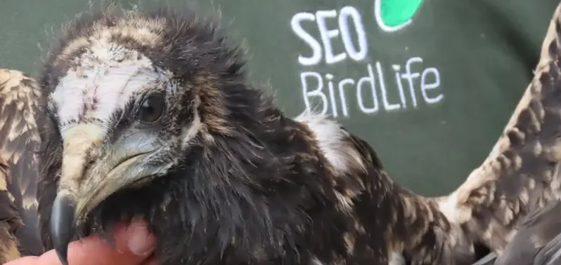 SEO/BirdLife amplía el seguimiento del alimoche para conservar la Montaña Oriental Costera de Cantabria