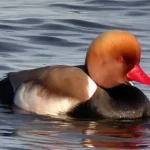 El Tancat de la Pipa recupera la reproducción de 69 parejas de aves acuáticas en l'Albufera
