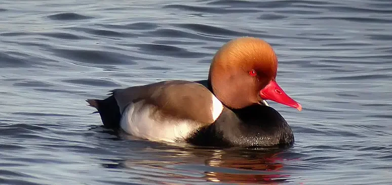 El Tancat de la Pipa recupera la reproducción de 69 parejas de aves acuáticas en l'Albufera