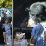 Afundación sensibiliza sobre biodiversidad con 34 retratos de especies amenazadas en Madrid