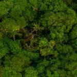 Gestión forestal sostenible