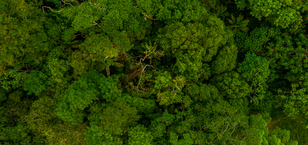 Gestión forestal sostenible