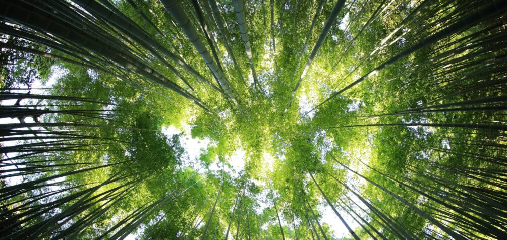 Otras noticias relevantes de la semana en materia medioambiental