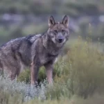 ILUNION Hotels impulsa estudio de tres años para favorecer la convivencia entre ganadería y lobo ibérico