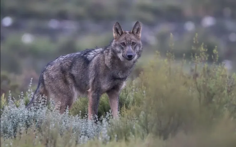 ILUNION Hotels impulsa estudio de tres años para favorecer la convivencia entre ganadería y lobo ibérico