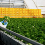 Pacto Global Red Perú promueve estándares ESG en las pymes exportadoras
