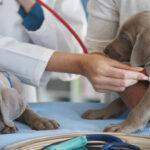 Salud pública veterinaria