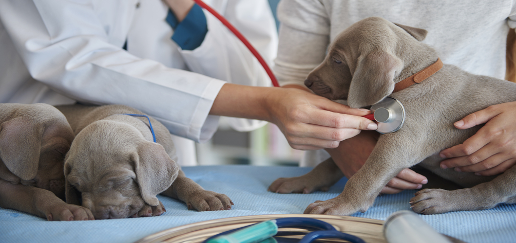 Salud pública veterinaria
