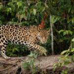 fauna silvestre