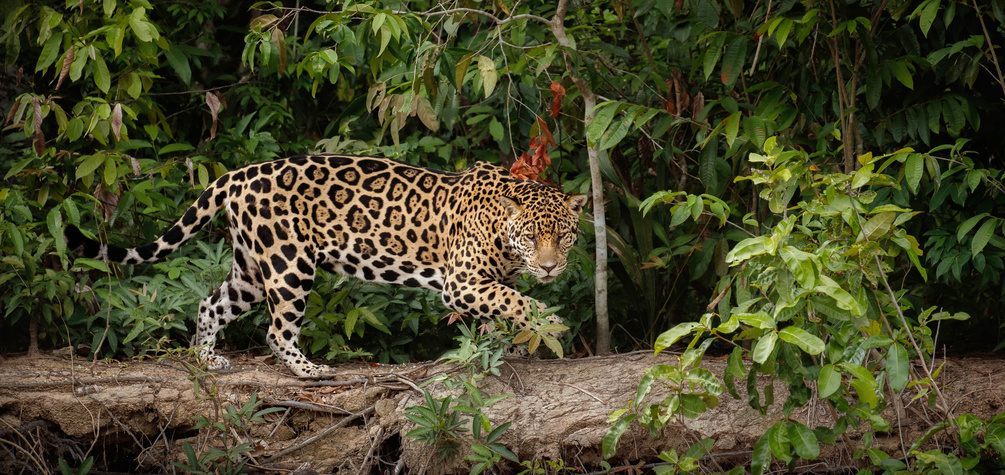 fauna silvestre